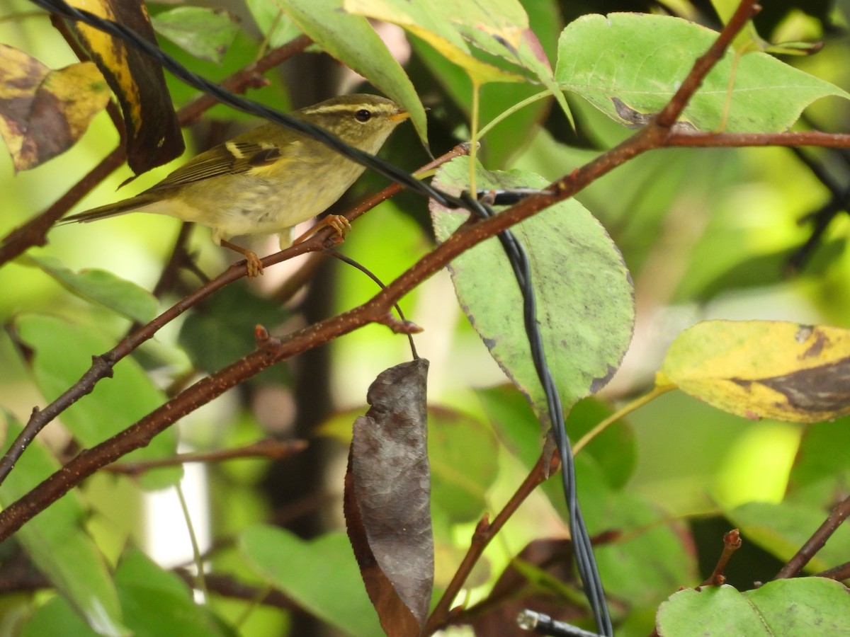 Yellow-browed Warbler - ML616537395