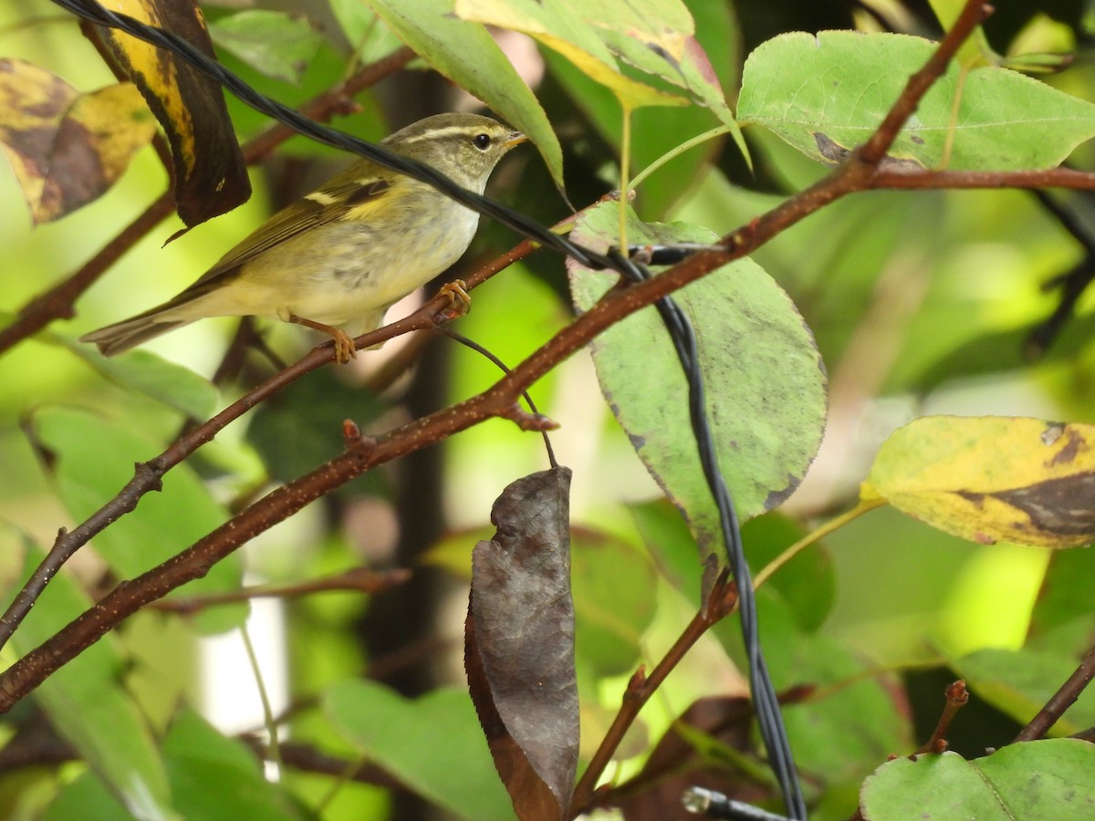 Yellow-browed Warbler - ML616537396