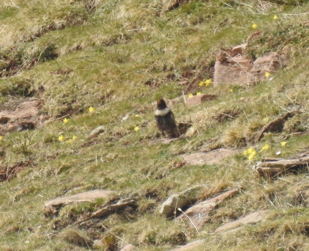 Ring Ouzel (Alpine) - ML616537397