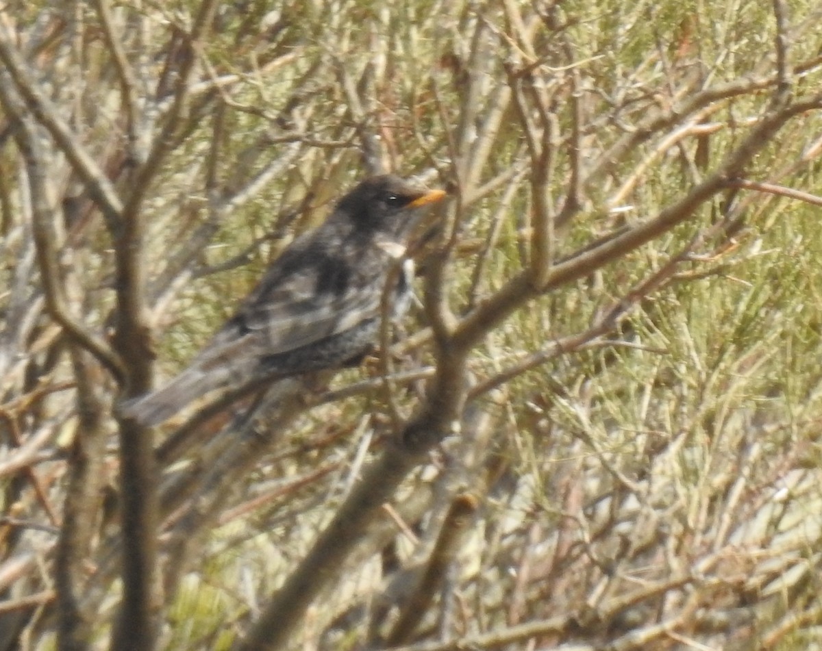 Ring Ouzel (Alpine) - Andrés Alfaro