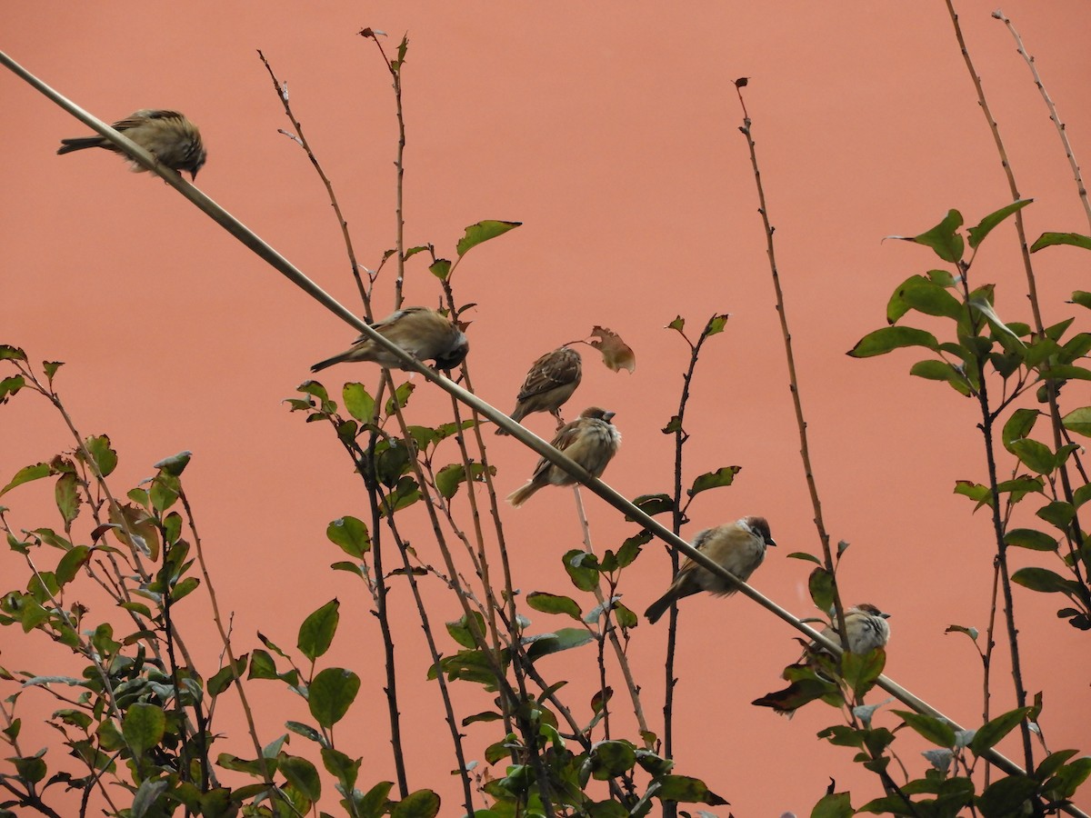 Eurasian Tree Sparrow - ML616537433