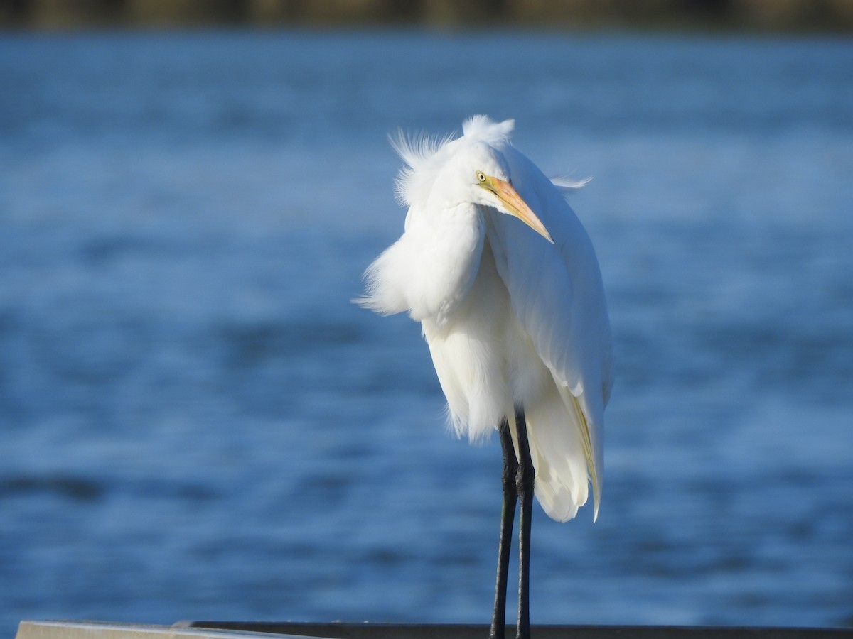 Great Egret - ML616537439