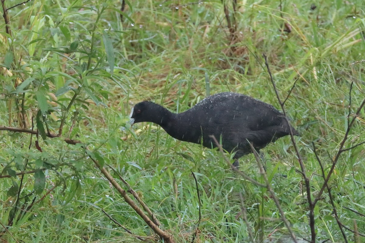 Eurasian Coot - ML616537442