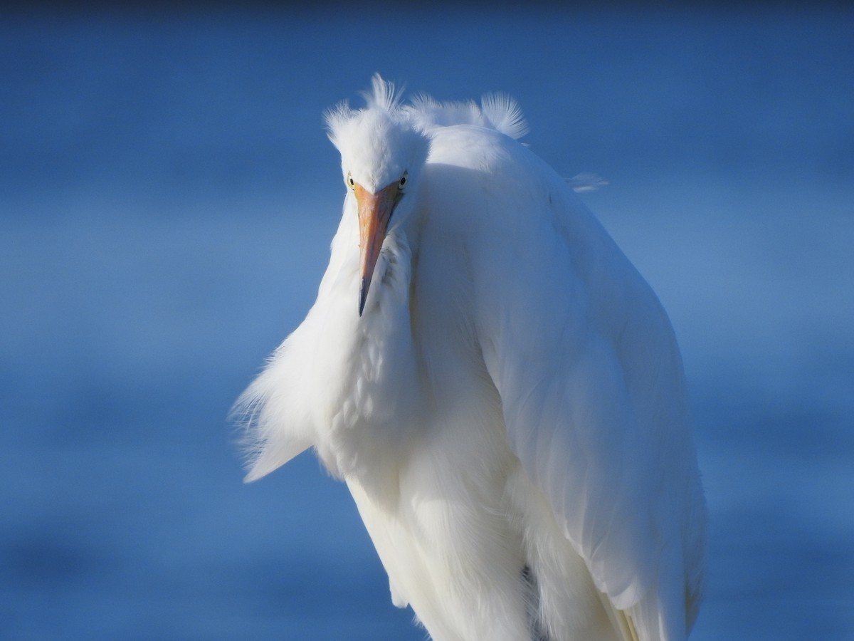 Great Egret - Kerry Vickers