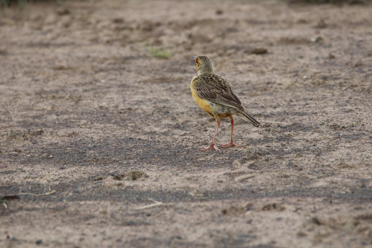 Orange-throated Longclaw - ML616537465