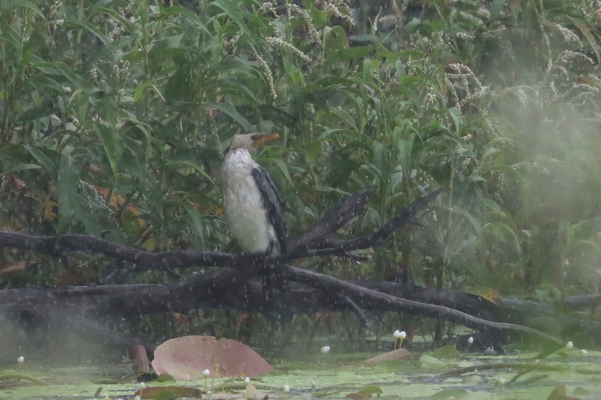 Little Pied Cormorant - ML616537468