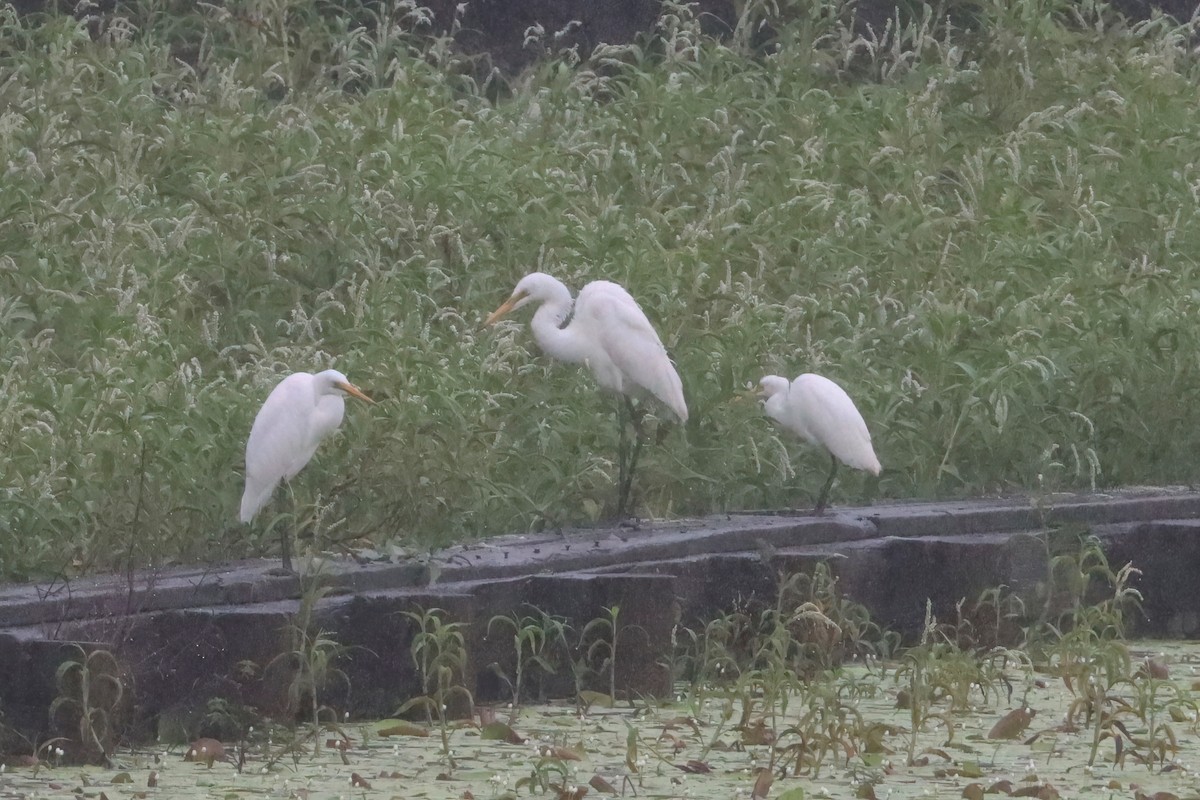 Great Egret - ML616537472