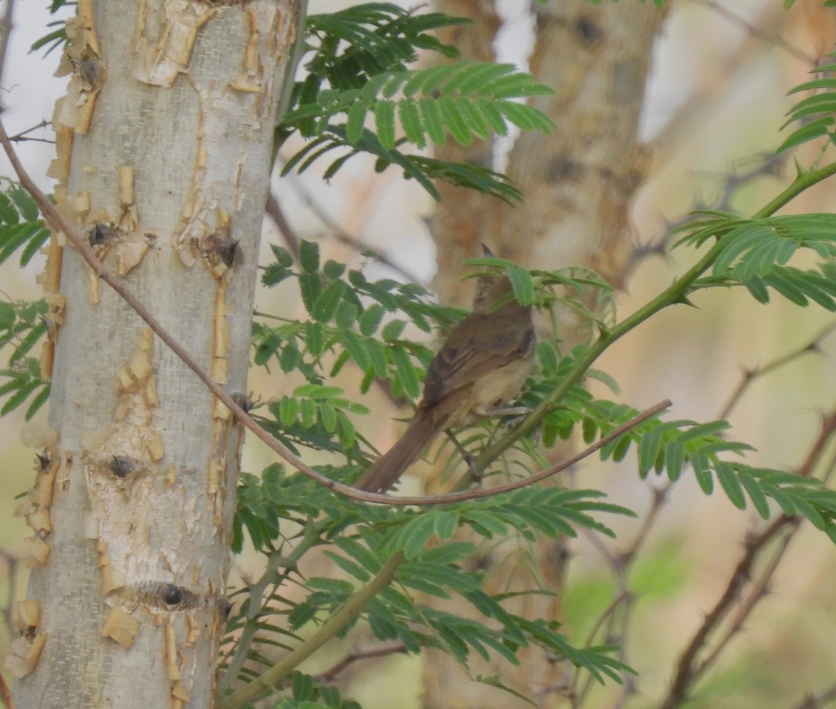 Thick-billed Warbler - ML616537483