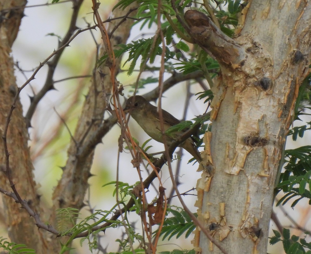 Thick-billed Warbler - Sahana M