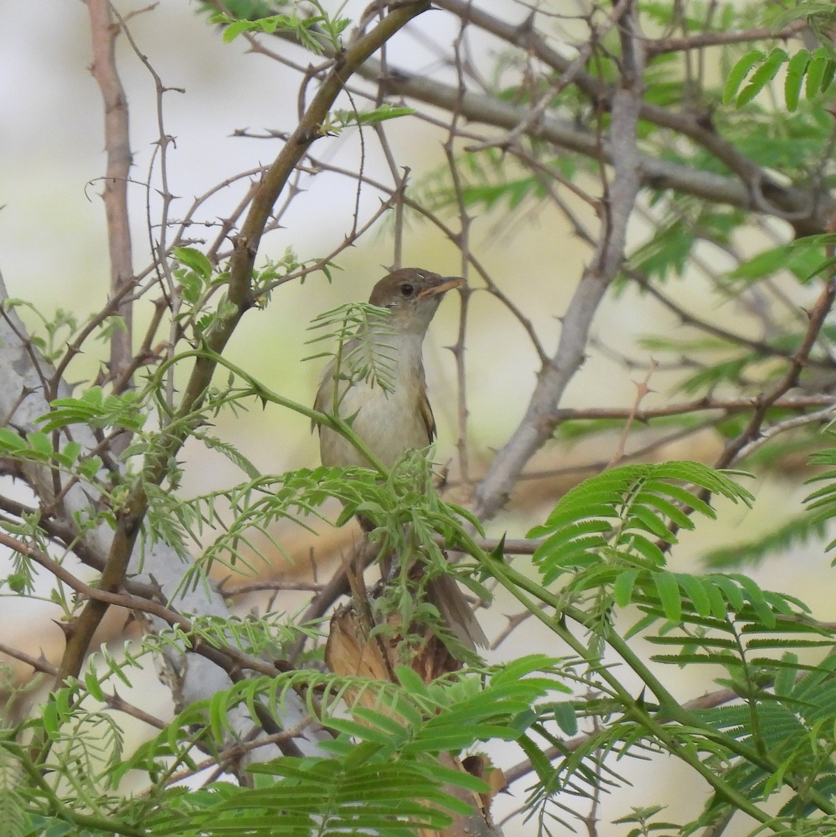 Thick-billed Warbler - ML616537488