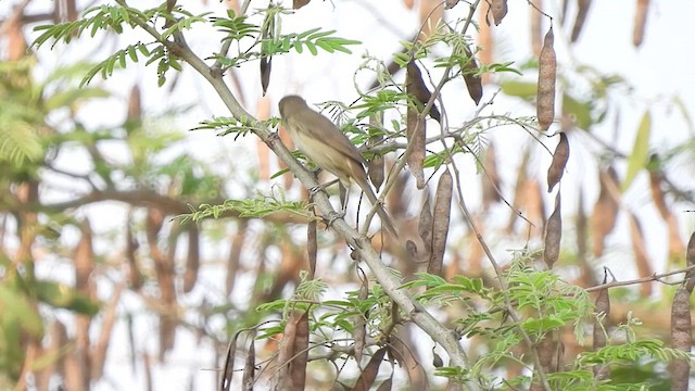 Thick-billed Warbler - ML616537498