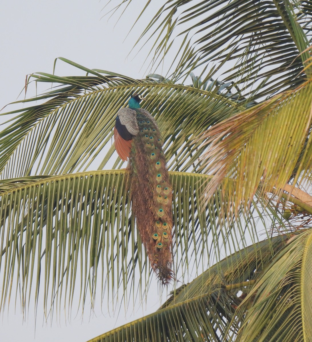 Indian Peafowl - ML616537504