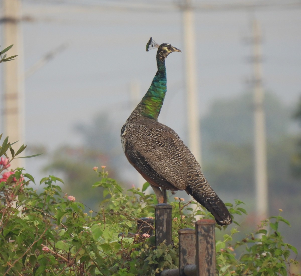 Indian Peafowl - ML616537505