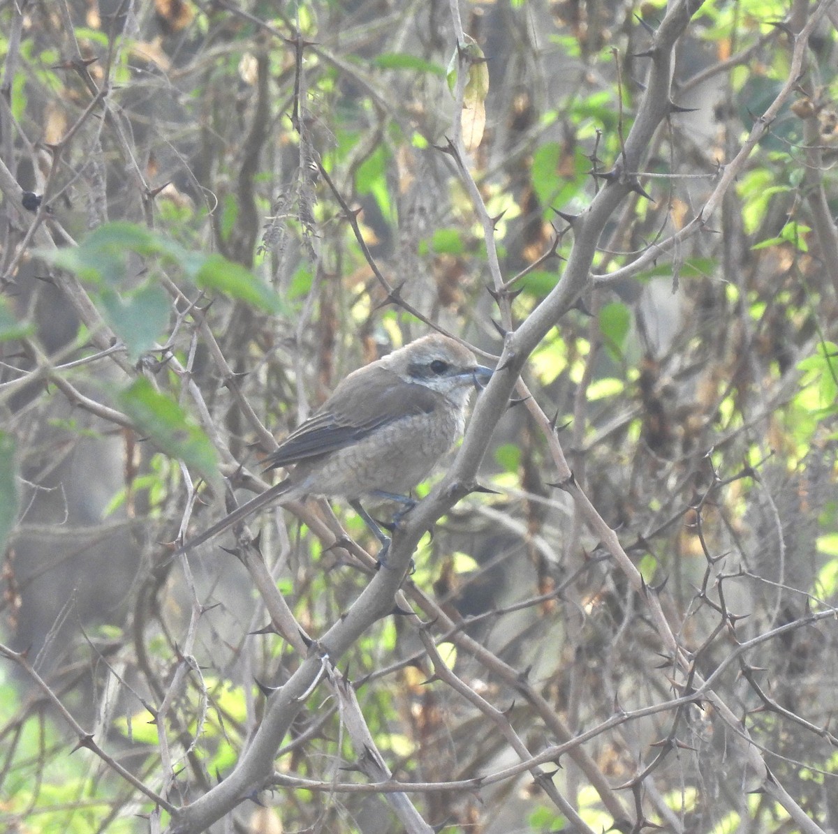 Brown Shrike - ML616537510