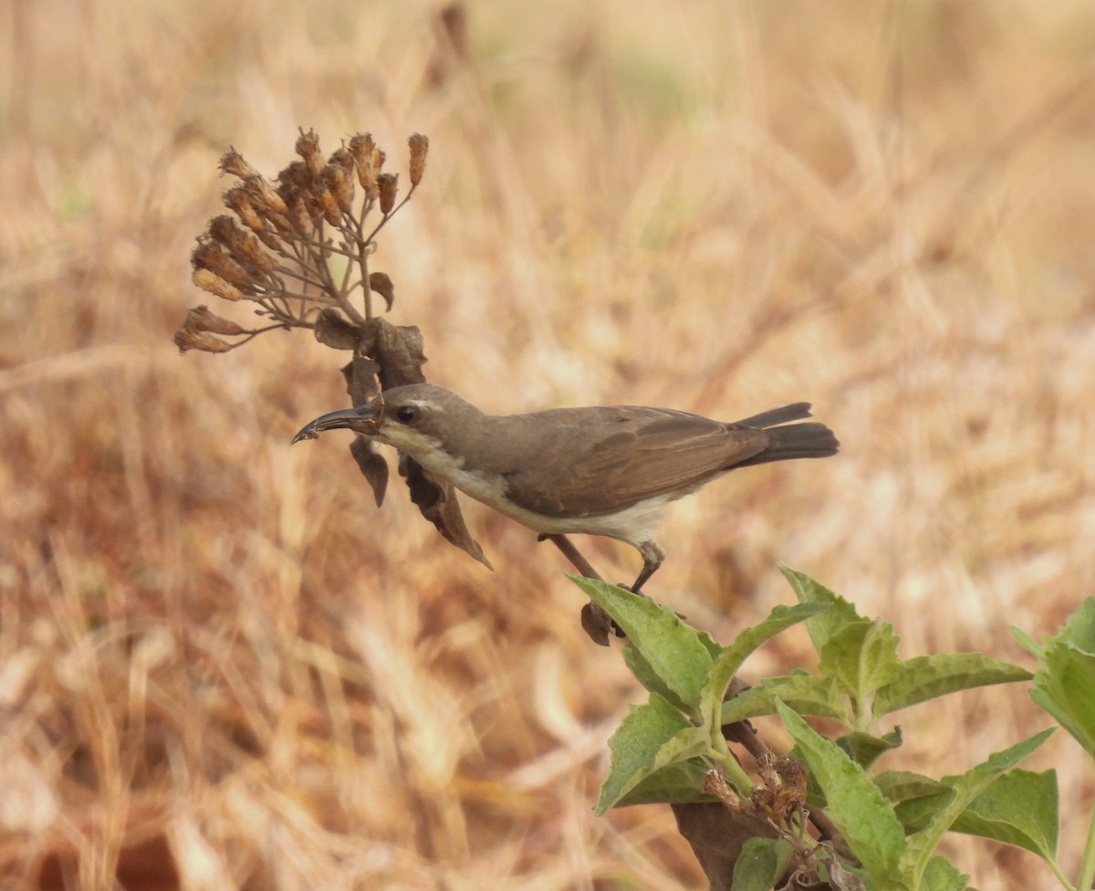 Purple Sunbird - ML616537523