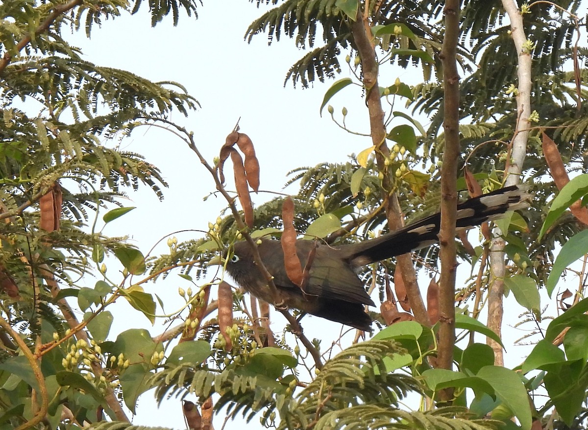 Blue-faced Malkoha - ML616537528