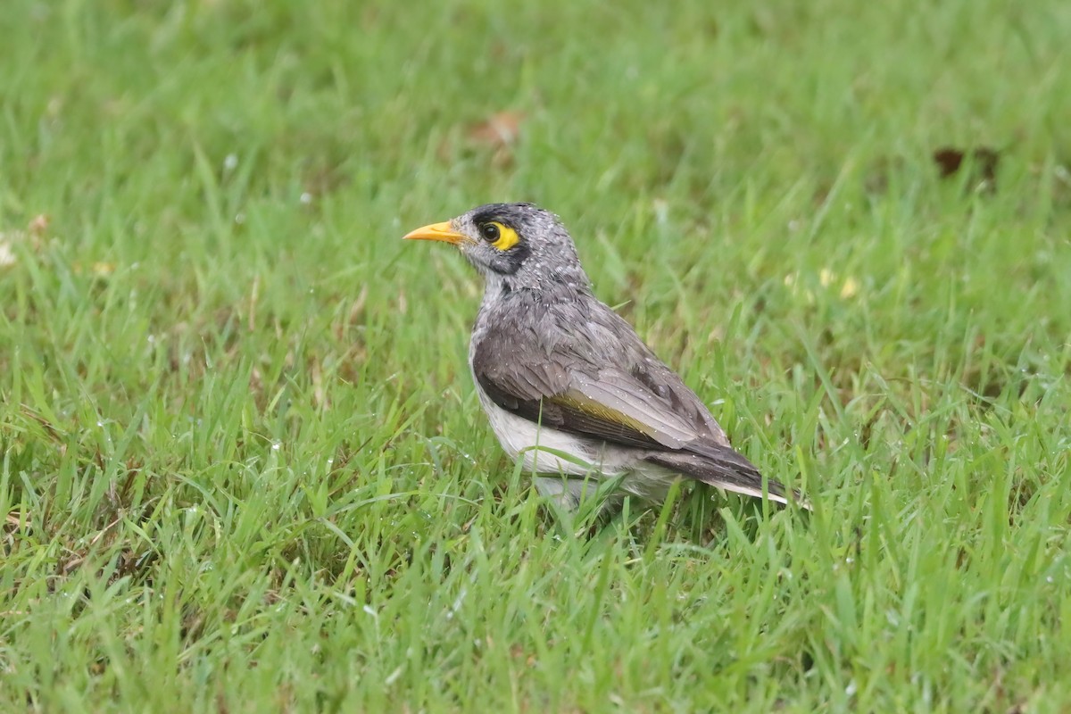 Noisy Miner - ML616537531