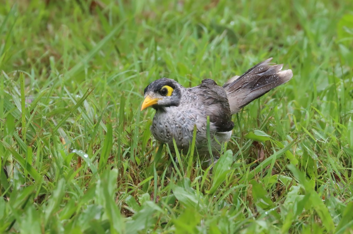 Noisy Miner - ML616537532