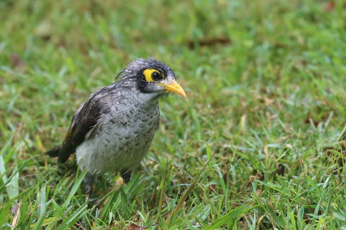 Noisy Miner - ML616537533