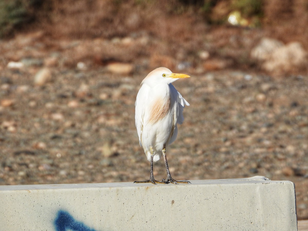 Western Cattle Egret - ML616537539