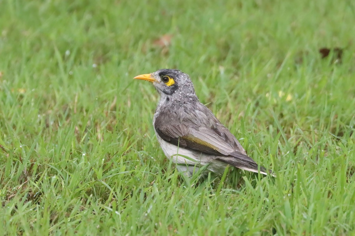 Noisy Miner - ML616537541