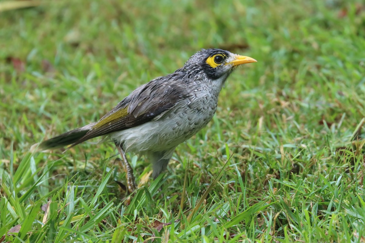 Noisy Miner - ML616537552