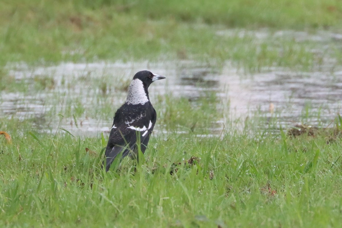 Australian Magpie - ML616537562