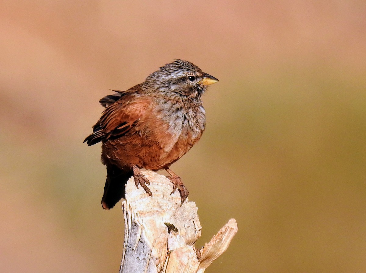 House Bunting - ML616537588