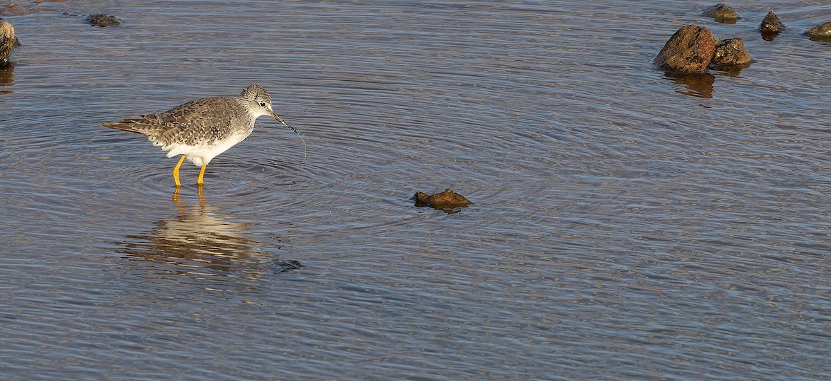 Lesser Yellowlegs - ML616537605