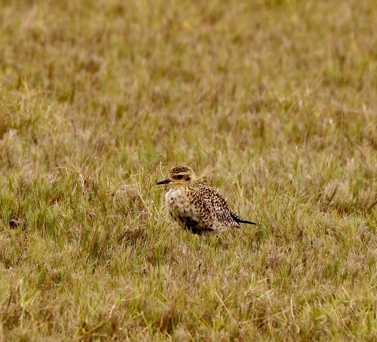 Chorlito Dorado Siberiano - ML616537611