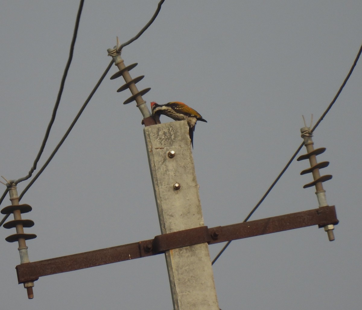 Black-rumped Flameback - ML616537614