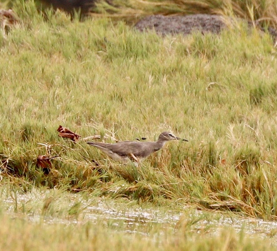 Wanderwasserläufer - ML616537616