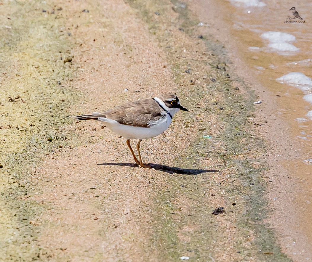 Little Ringed Plover - Georgina Cole