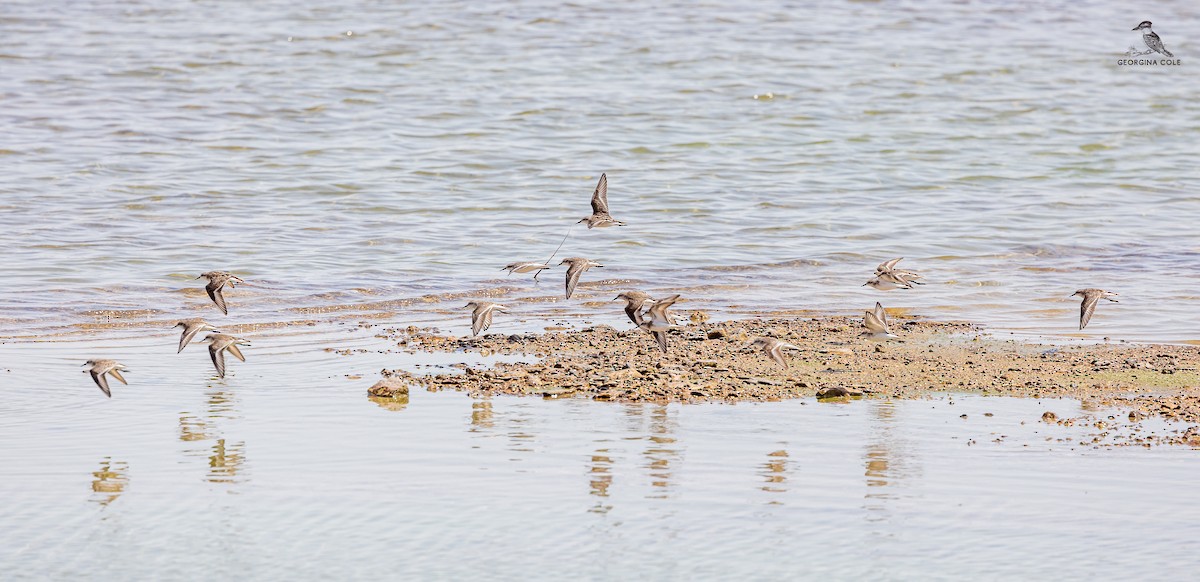 Little Stint - Georgina Cole