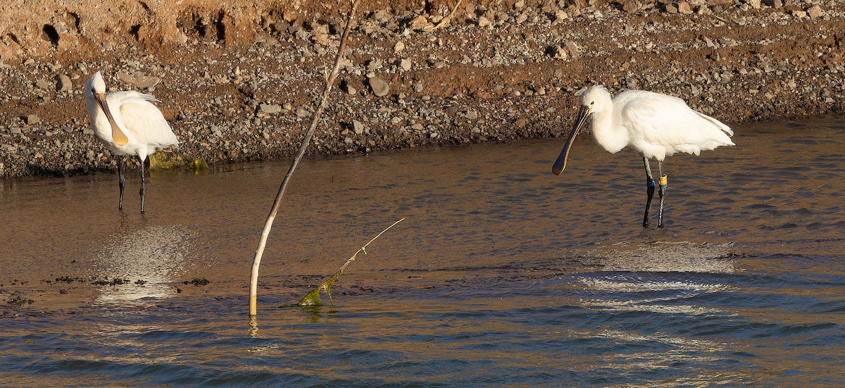 Eurasian Spoonbill - ML616537637