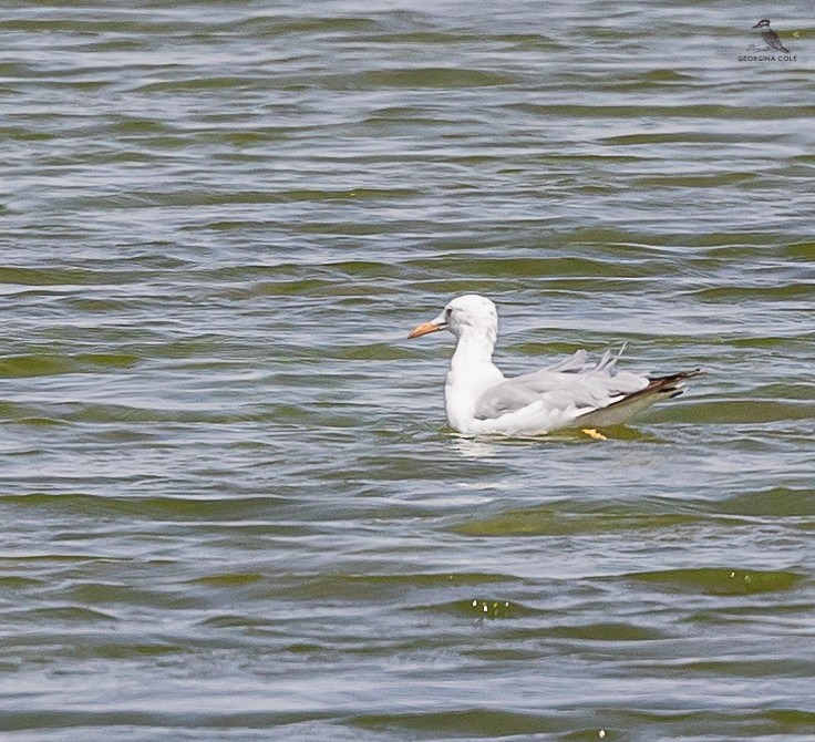 Gaviota Reidora - ML616537639