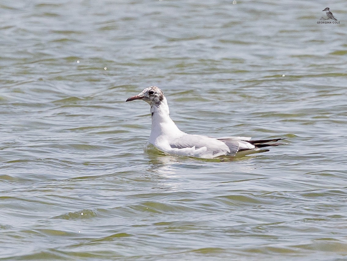 Mouette rieuse - ML616537640