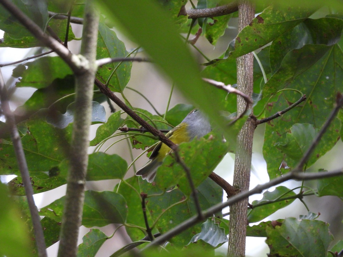 Chestnut-crowned Warbler - ML616537654