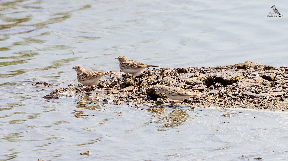 Greater Short-toed Lark - Georgina Cole