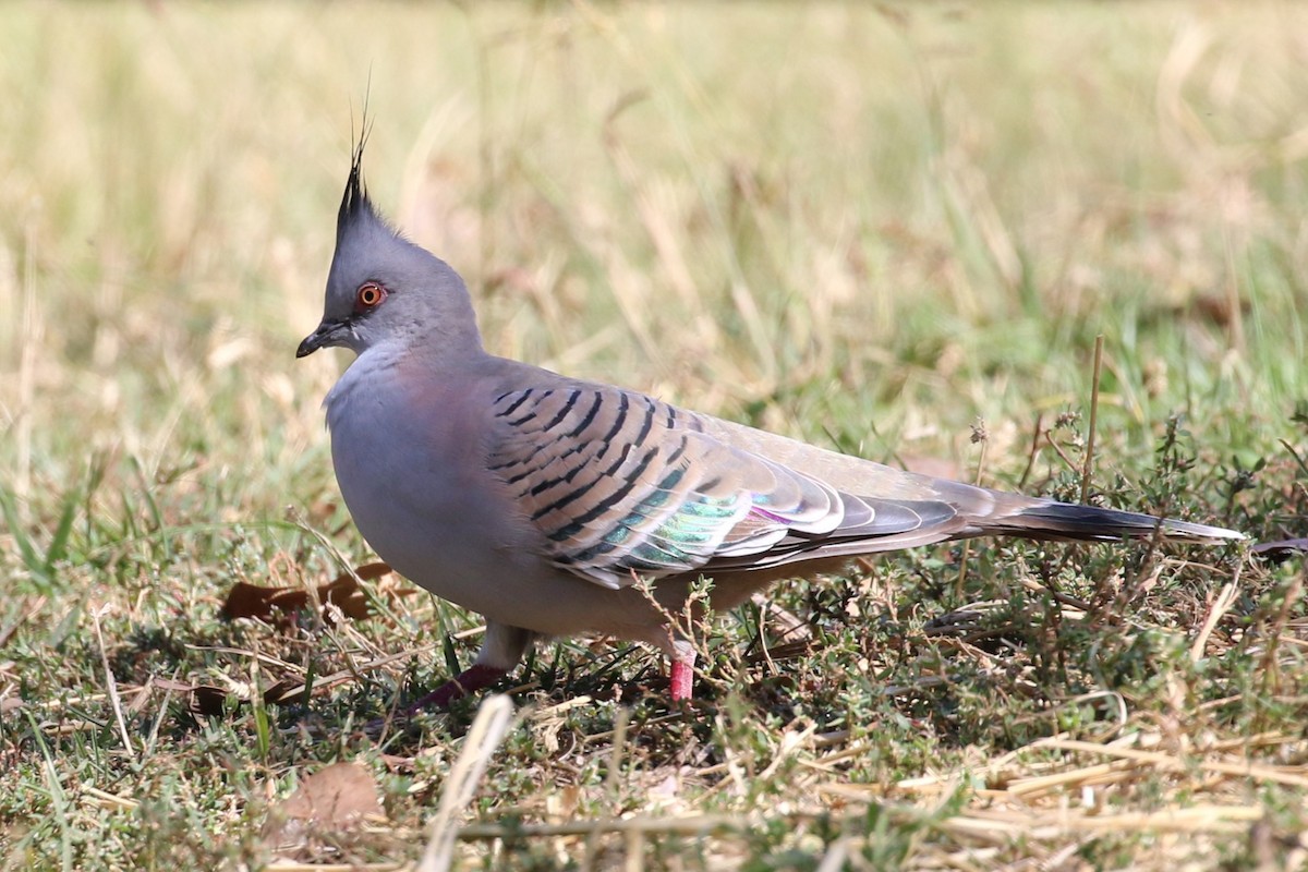 Crested Pigeon - ML616537811