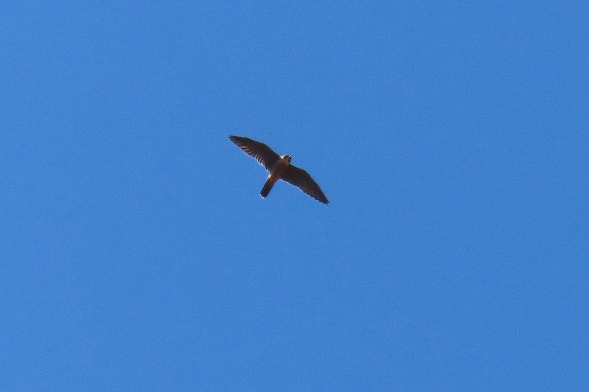 Australian Hobby - ML616537812