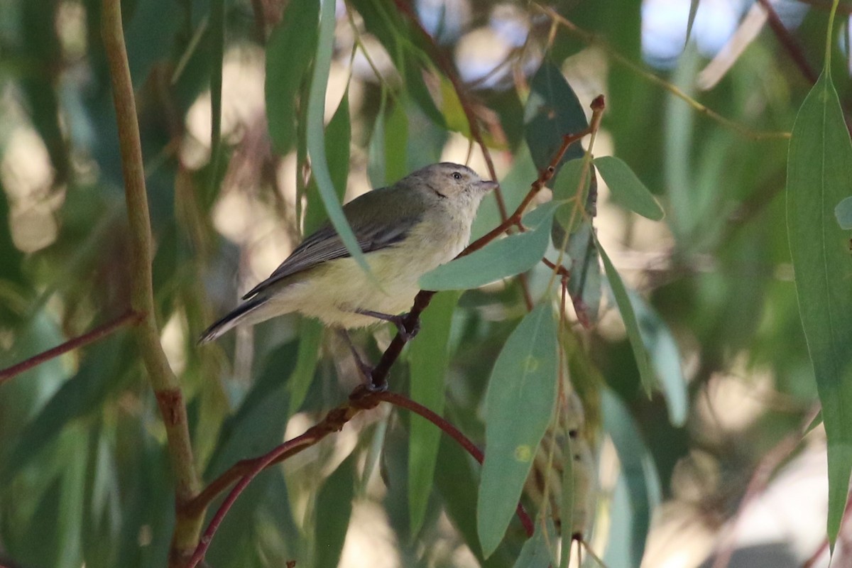 Weebill - ML616537824