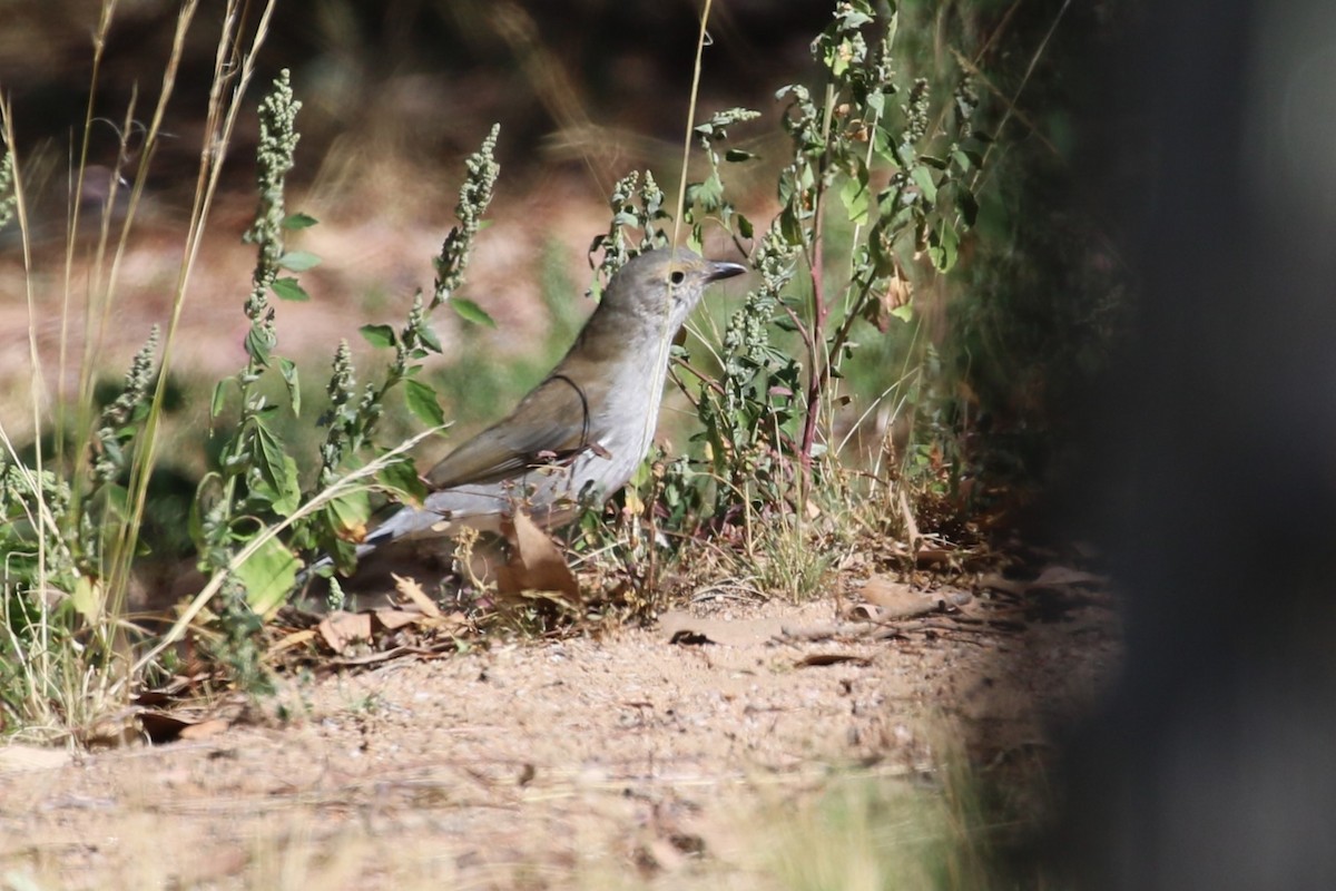 Gray Shrikethrush - ML616537828