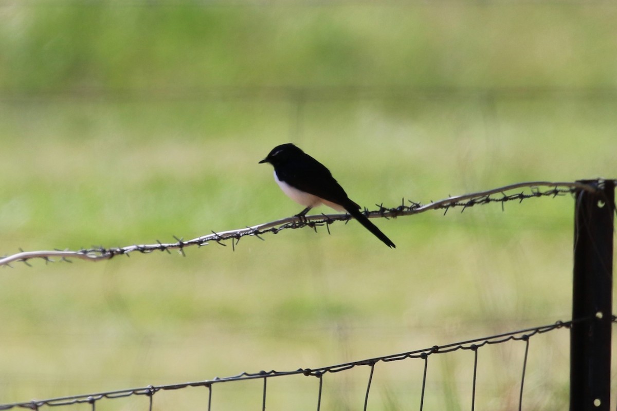 Willie-wagtail - ML616537831