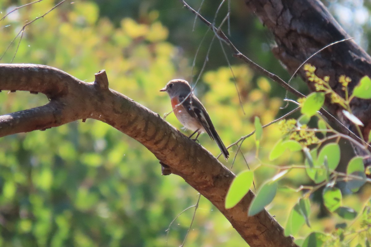 Scarlet Robin - Deb & Rod R