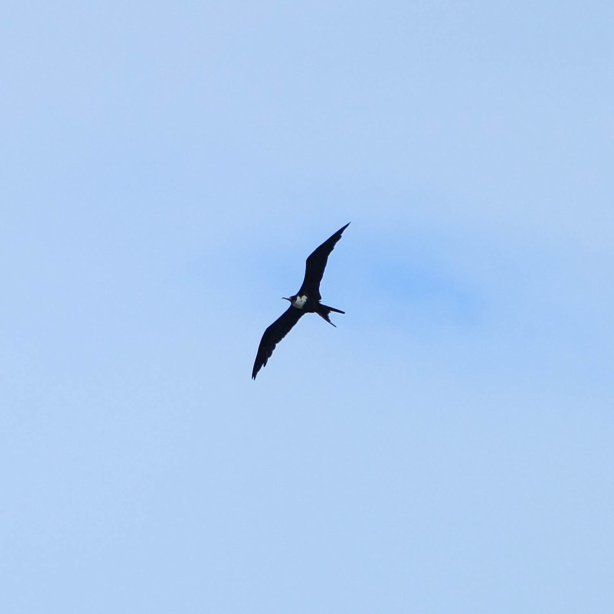 Lesser Frigatebird - Andrew Dressel