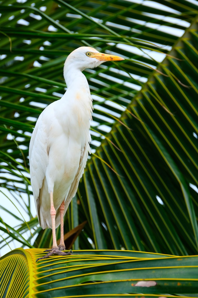 Western Cattle Egret - ML616537850