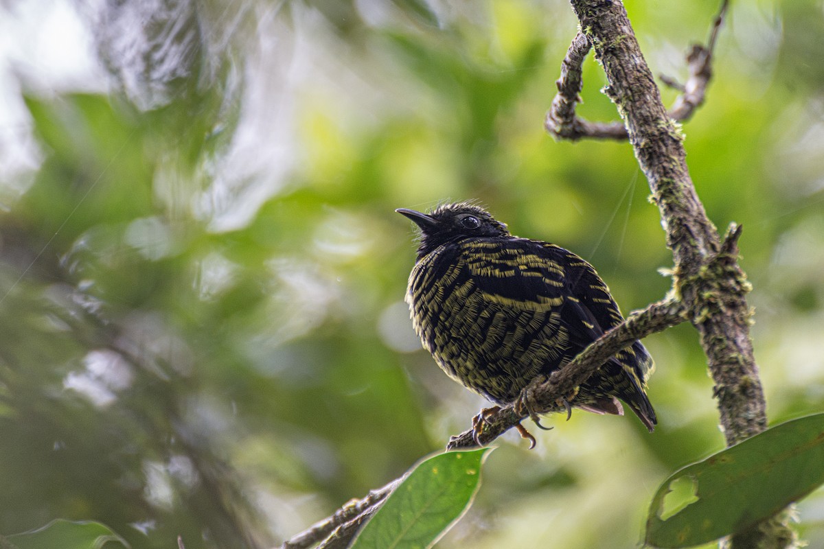 Velvet Asity - ML616537851