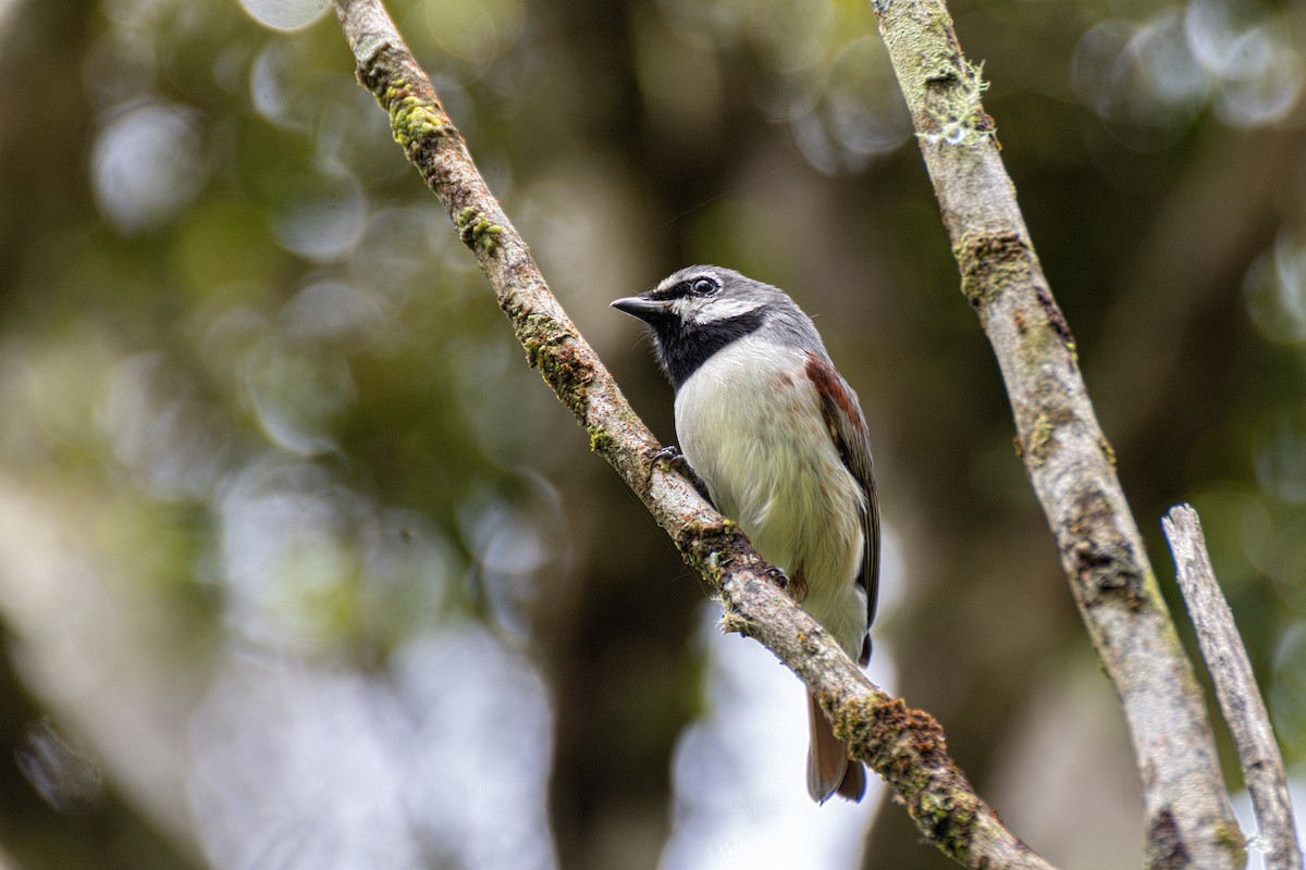 Red-tailed Vanga - ML616537857