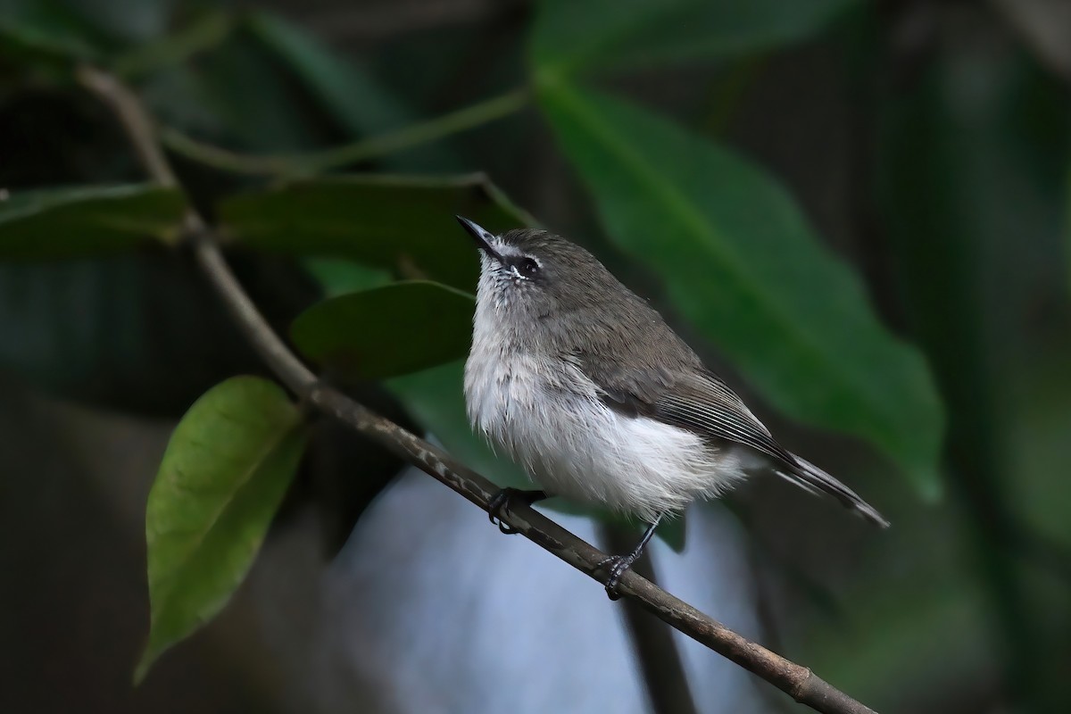 Brown Gerygone - ML616537878